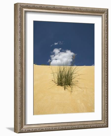 View of plants growing in sand dune-null-Framed Photographic Print