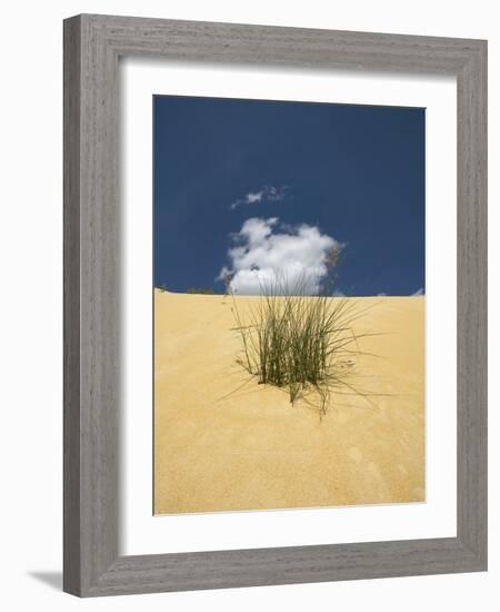 View of plants growing in sand dune-null-Framed Photographic Print