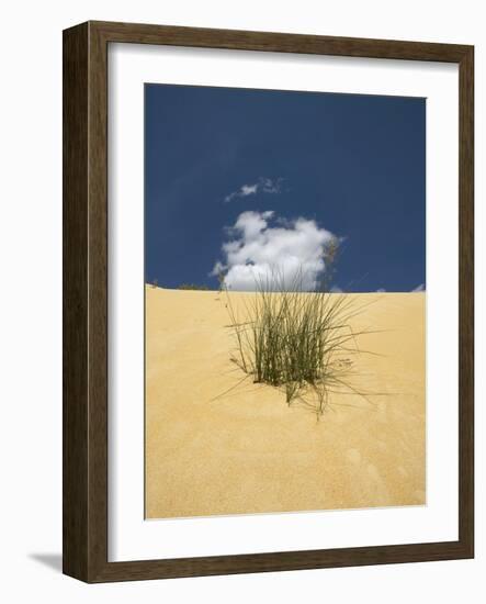 View of plants growing in sand dune-null-Framed Photographic Print