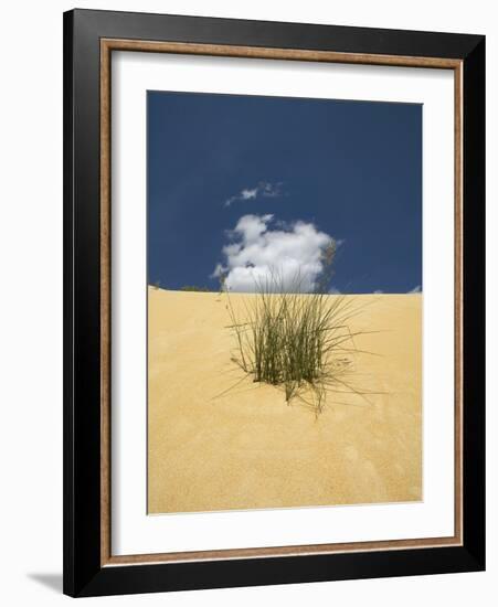 View of plants growing in sand dune-null-Framed Photographic Print