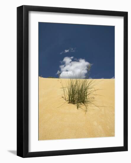 View of plants growing in sand dune-null-Framed Photographic Print