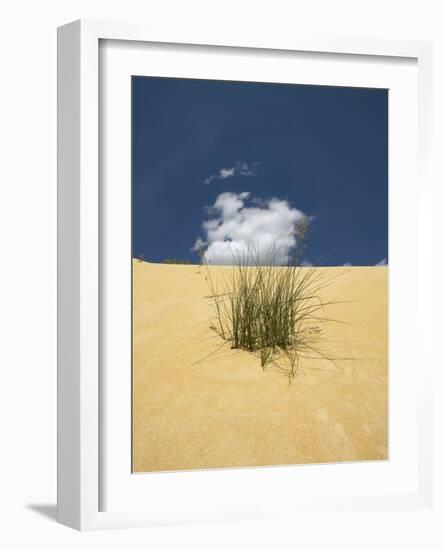 View of plants growing in sand dune-null-Framed Photographic Print