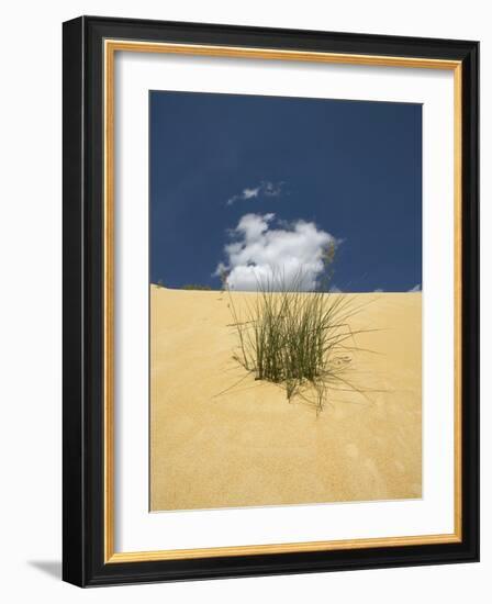 View of plants growing in sand dune-null-Framed Photographic Print