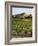 View of Provence Vineyard, Luberon, Bonnieux, Vaucluse, France-David Barnes-Framed Photographic Print