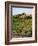 View of Provence Vineyard, Luberon, Bonnieux, Vaucluse, France-David Barnes-Framed Photographic Print