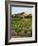 View of Provence Vineyard, Luberon, Bonnieux, Vaucluse, France-David Barnes-Framed Photographic Print