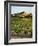 View of Provence Vineyard, Luberon, Bonnieux, Vaucluse, France-David Barnes-Framed Photographic Print