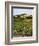 View of Provence Vineyard, Luberon, Bonnieux, Vaucluse, France-David Barnes-Framed Photographic Print