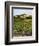 View of Provence Vineyard, Luberon, Bonnieux, Vaucluse, France-David Barnes-Framed Photographic Print