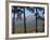 View of Pyramid Mountain Through Trees, Jasper National Park, UNESCO World Heritage Site, British C-Martin Child-Framed Photographic Print