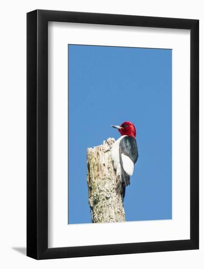 View of Red-Headed Woodpecker-Gary Carter-Framed Photographic Print