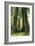 View of Redwood Twins at Big Tree Grove - Santa Cruz, CA-Lantern Press-Framed Premium Giclee Print