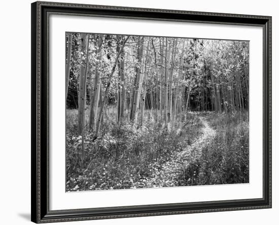 View of Road, Louisville, Kentucky, USA-Adam Jones-Framed Photographic Print