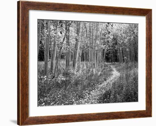 View of Road, Louisville, Kentucky, USA-Adam Jones-Framed Photographic Print