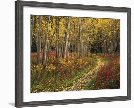 View of Road, Louisville, Kentucky, USA-Adam Jones-Framed Photographic Print