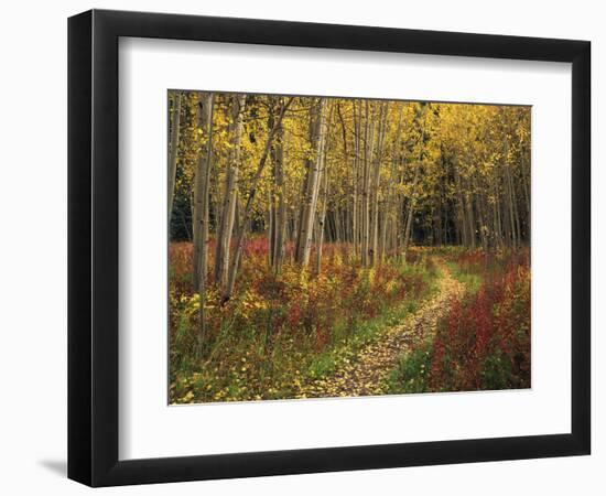 View of Road, Louisville, Kentucky, USA-Adam Jones-Framed Photographic Print