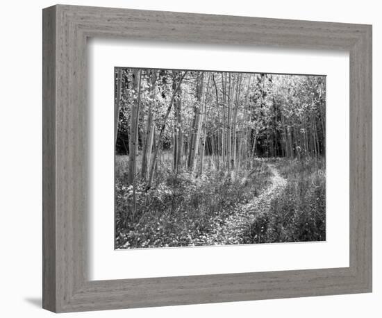 View of Road, Louisville, Kentucky, USA-Adam Jones-Framed Photographic Print