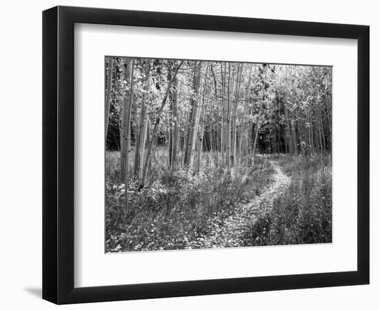 View of Road, Louisville, Kentucky, USA-Adam Jones-Framed Photographic Print