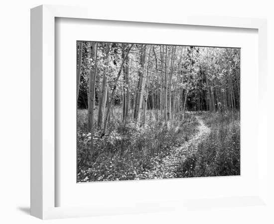 View of Road, Louisville, Kentucky, USA-Adam Jones-Framed Photographic Print