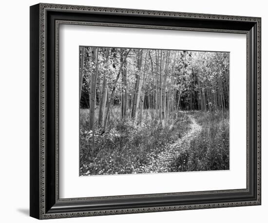 View of Road, Louisville, Kentucky, USA-Adam Jones-Framed Photographic Print