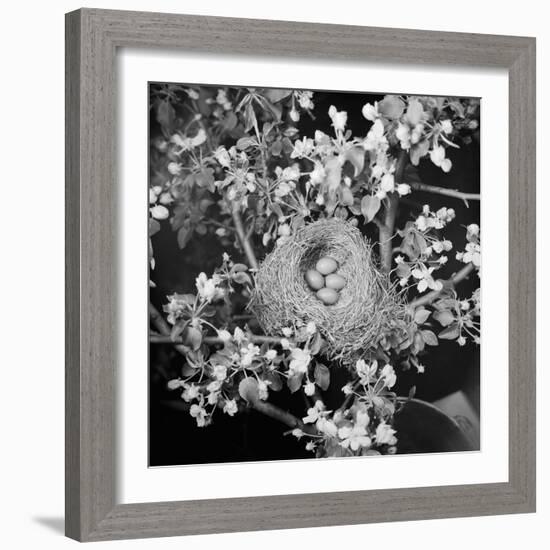 View of Robins Nest with Four Eggs-Bettmann-Framed Photographic Print