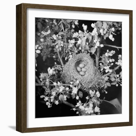 View of Robins Nest with Four Eggs-Bettmann-Framed Photographic Print