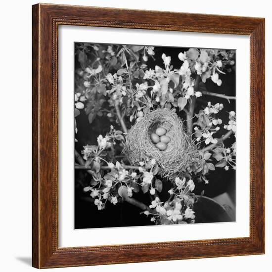 View of Robins Nest with Four Eggs-Bettmann-Framed Photographic Print
