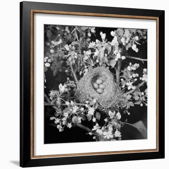 View of Robins Nest with Four Eggs-Bettmann-Framed Photographic Print
