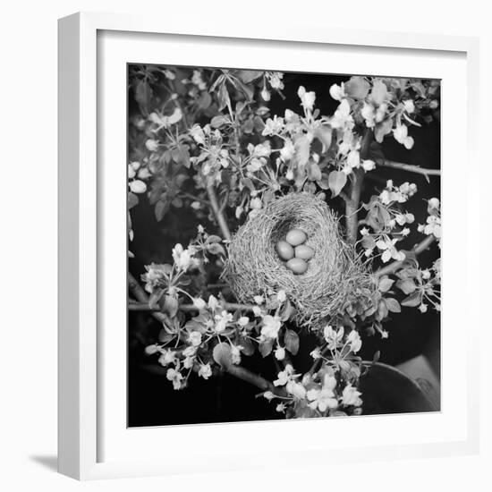 View of Robins Nest with Four Eggs-Bettmann-Framed Photographic Print