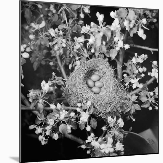 View of Robins Nest with Four Eggs-Bettmann-Mounted Photographic Print