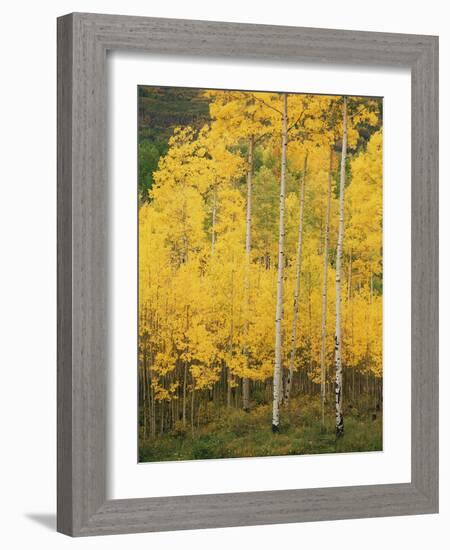 View of San Juan National Forest in Autumn, Colorado, USA-Stuart Westmorland-Framed Photographic Print