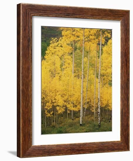 View of San Juan National Forest in Autumn, Colorado, USA-Stuart Westmorland-Framed Photographic Print