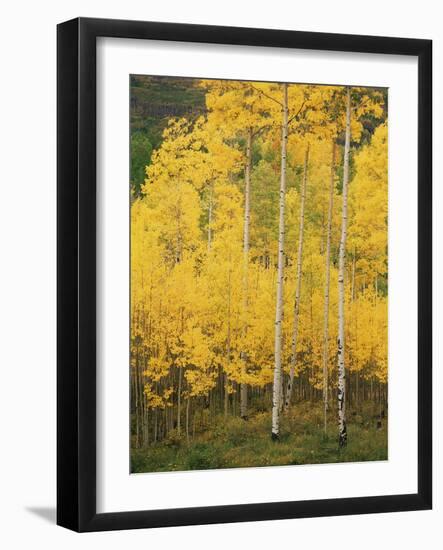 View of San Juan National Forest in Autumn, Colorado, USA-Stuart Westmorland-Framed Photographic Print