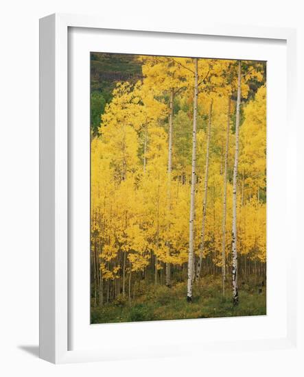 View of San Juan National Forest in Autumn, Colorado, USA-Stuart Westmorland-Framed Photographic Print