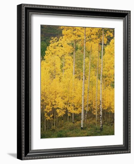 View of San Juan National Forest in Autumn, Colorado, USA-Stuart Westmorland-Framed Photographic Print