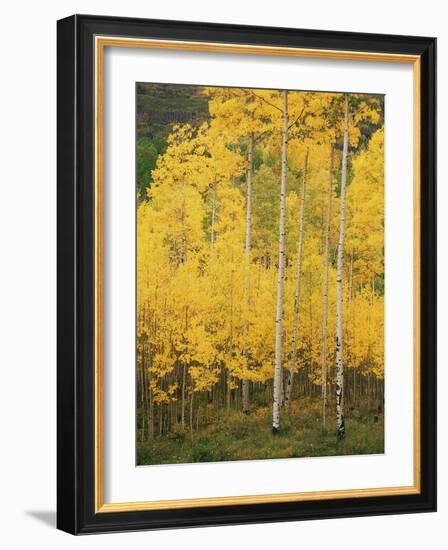 View of San Juan National Forest in Autumn, Colorado, USA-Stuart Westmorland-Framed Photographic Print