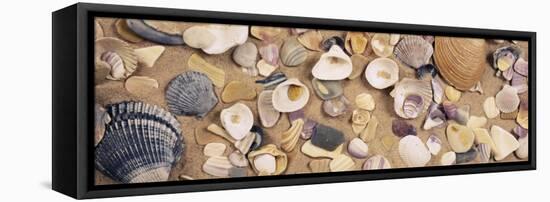 View of Seashells-null-Framed Premier Image Canvas