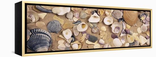 View of Seashells-null-Framed Premier Image Canvas