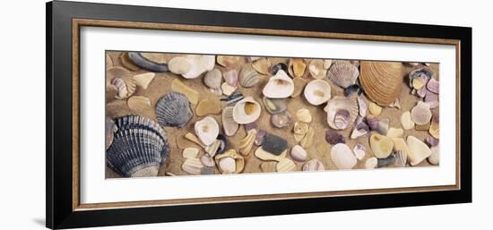 View of Seashells-null-Framed Photographic Print