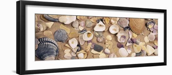 View of Seashells-null-Framed Photographic Print