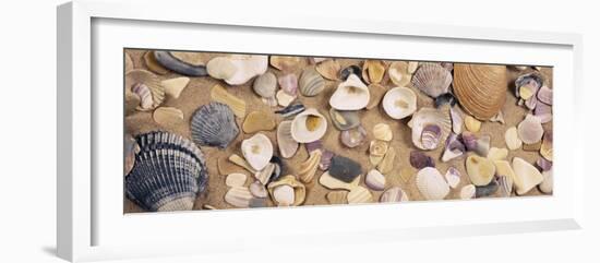 View of Seashells-null-Framed Photographic Print