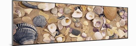 View of Seashells-null-Mounted Photographic Print