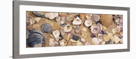 View of Seashells-null-Framed Photographic Print