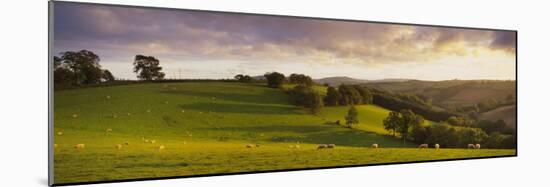 View of Sheep Grazing in a Field, Bickleigh, Mid Devon, Devon, England-null-Mounted Photographic Print