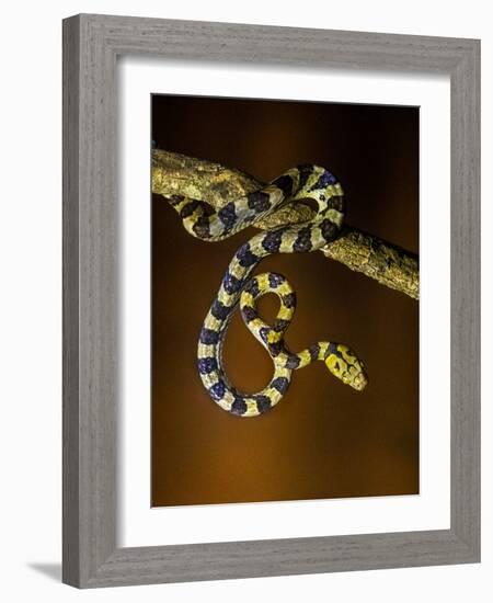 View of snake on branch, Madagascar-Panoramic Images-Framed Photographic Print