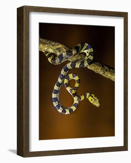 View of snake on branch, Madagascar-Panoramic Images-Framed Photographic Print