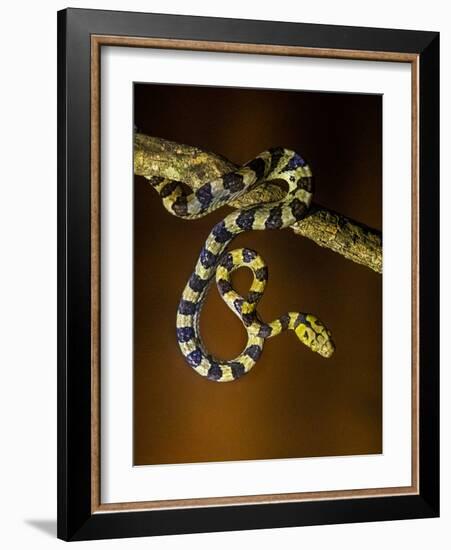 View of snake on branch, Madagascar-Panoramic Images-Framed Photographic Print