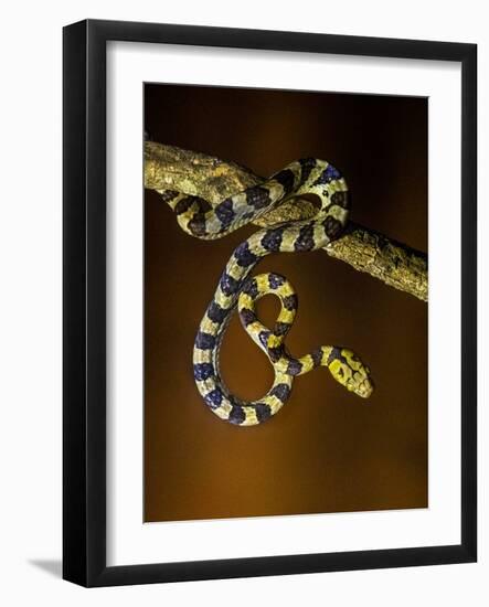 View of snake on branch, Madagascar-Panoramic Images-Framed Photographic Print