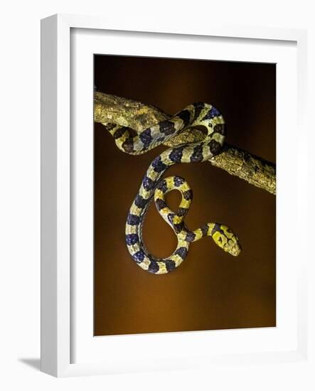 View of snake on branch, Madagascar-Panoramic Images-Framed Photographic Print