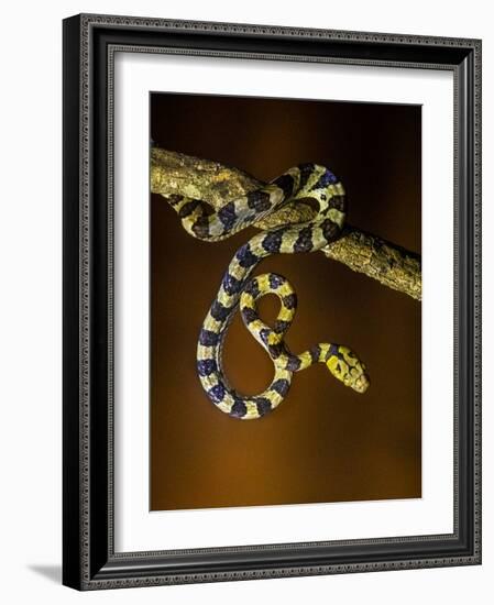 View of snake on branch, Madagascar-Panoramic Images-Framed Photographic Print